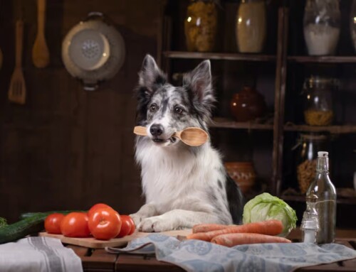 Calculer la ration ménagère de son chien