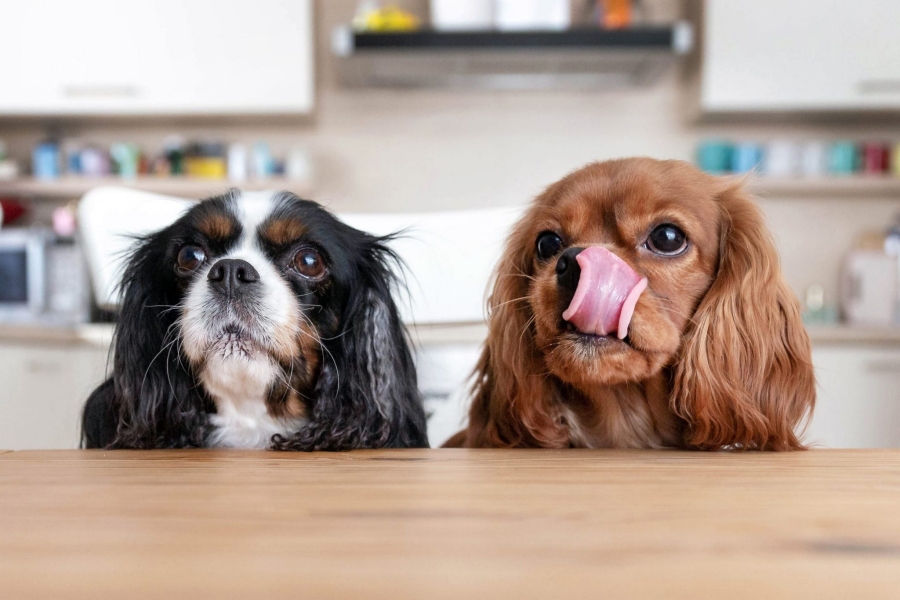 Comparatif Rations ménagères 2023 Elmut Pepette Deog Chef Dogfydiet Food for joe Comparatif Rations ménagères 2023 Elmut Pepette Deog Chef Dogfydiet Food for joe