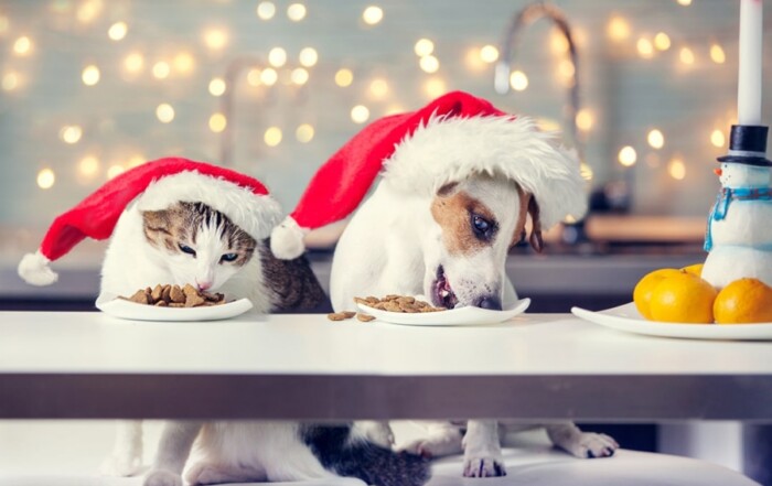 Repas menus fêtes noël nouvel an pour chien et chat