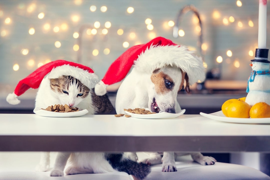 Repas menus fêtes noël nouvel an pour chien et chat