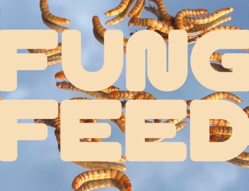 Fungfeed, les croquettes aux insectes