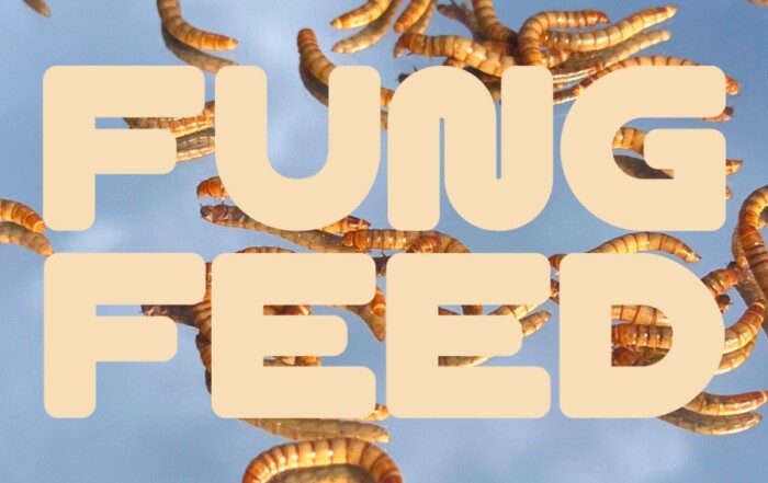 Fungfeed avis sur cette marque de croquettes aux insectes