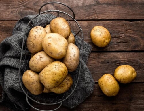 La pomme de terre dans les croquettes est-elle toxique ?