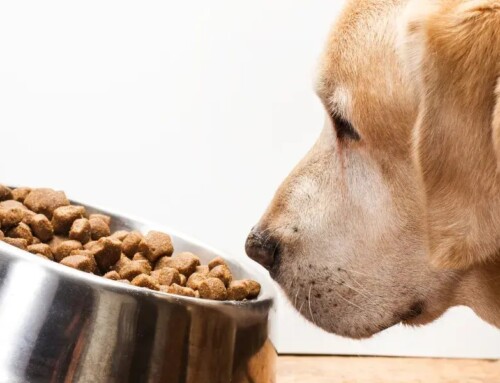 Pourquoi donner des croquettes pour chat stérilisé ? Atavik