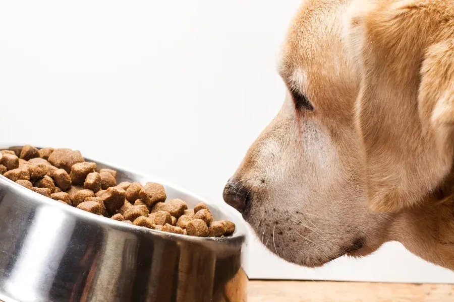 Taux de glucides dans les croquettes