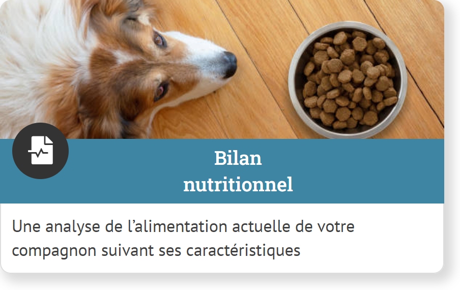 Nutritionniste chien chat - Bilan nutritionnel