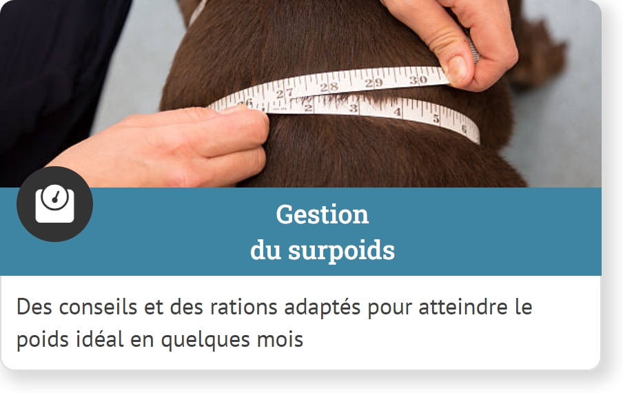 Nutritionniste chien chat - Gestion du surpoids