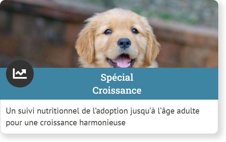 Nutritionniste chien chat - Spécial croissance