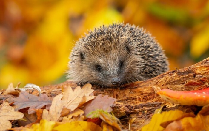 Alimentation du hérisson dans la nature et en captivité