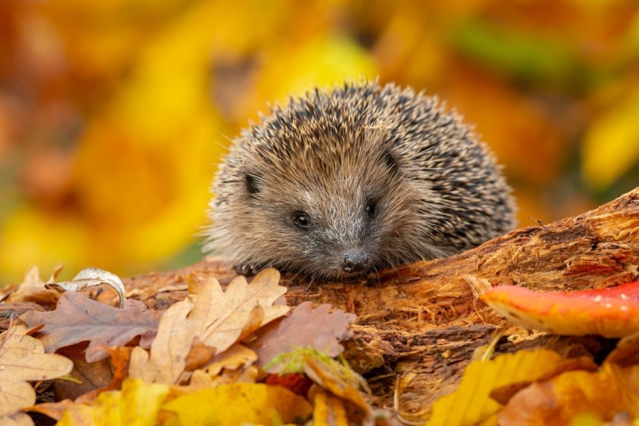 Alimentation du hérisson dans la nature et en captivité