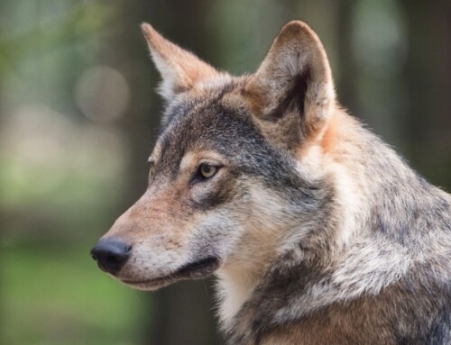 Le régime alimentaire ancestral du chien