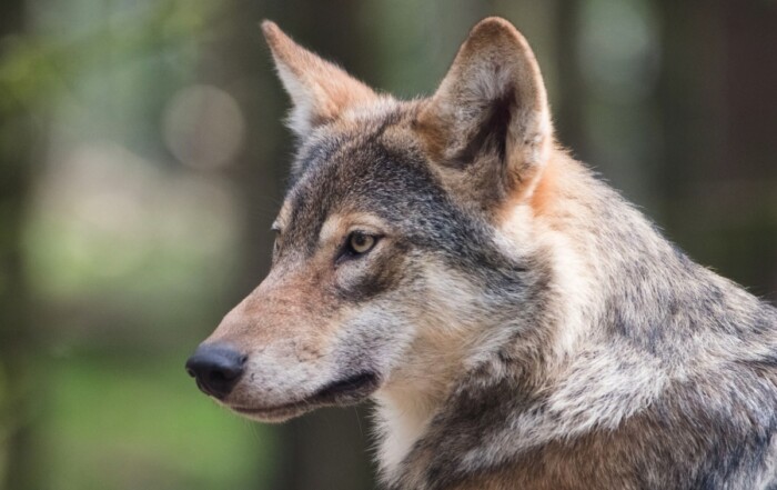 Le régime alimentaire ancestral du chien