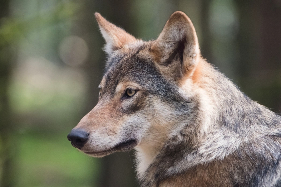 Le régime alimentaire ancestral du chien