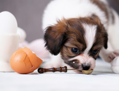 Le chien peut-il manger du blanc d’œuf cru ?