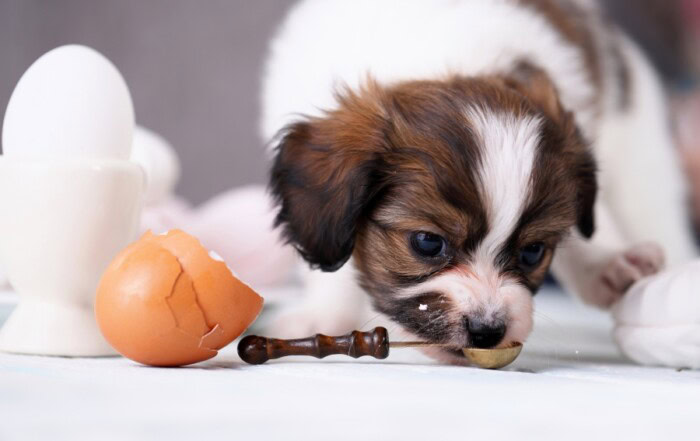 Chien qui mange un blanc d'œuf cru