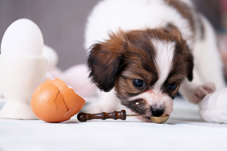 Chien qui mange un blanc d'œuf cru