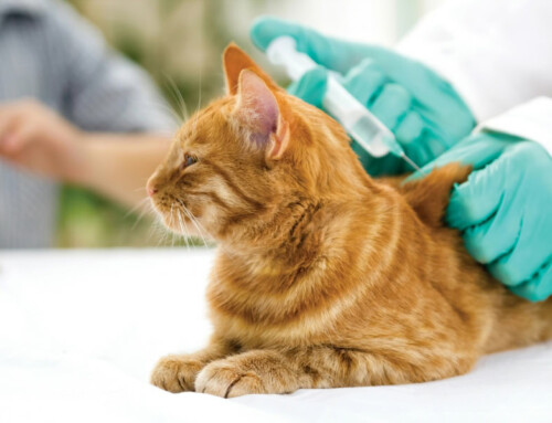 Existe-t-il un lien entre les croquettes et le diabète du chat ?