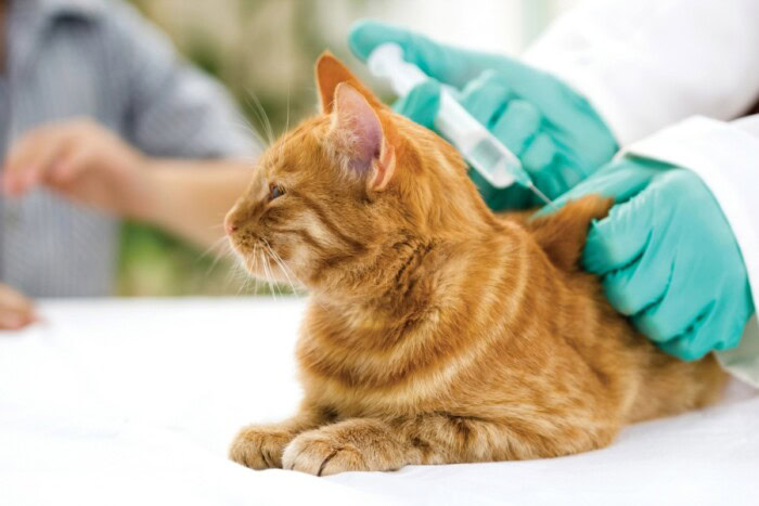 Existe-t-il un lien entre les croquettes et le diabète du chat