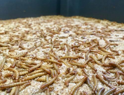 Les croquettes aux insectes sont-elles écologiques ?