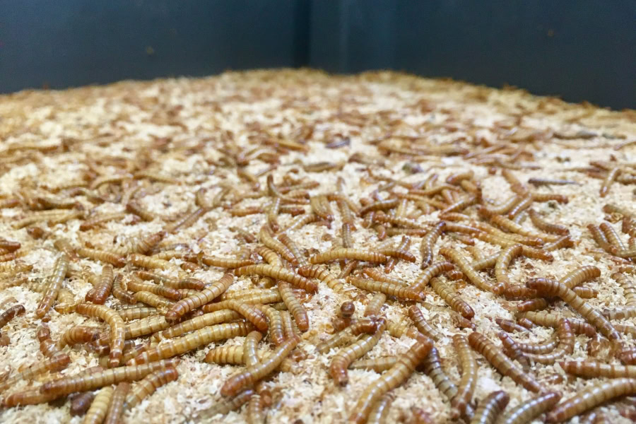 Les croquettes aux insectes