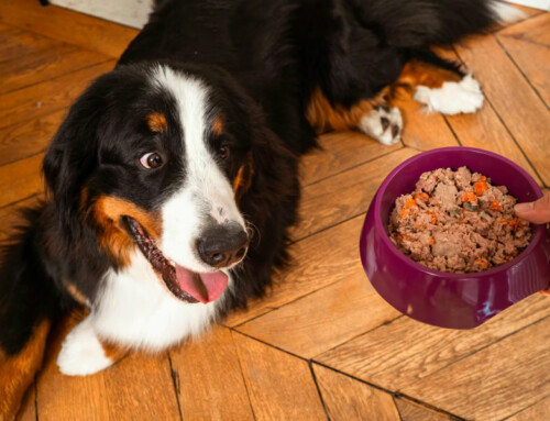 Elmut, mon avis sur les repas made in France pour chien et chat