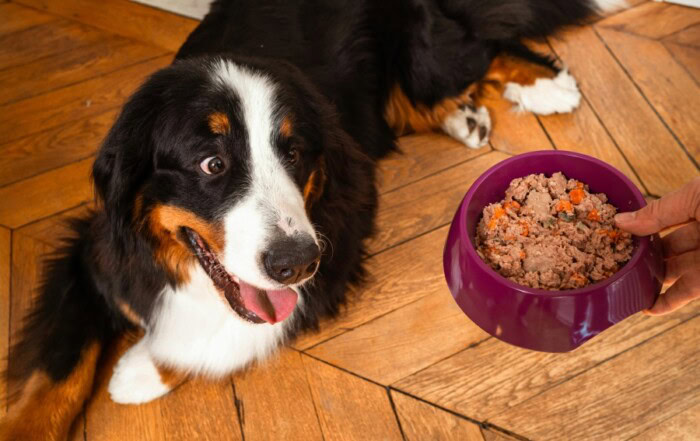 Elmut avis sur les repas frais pour chien et chat
