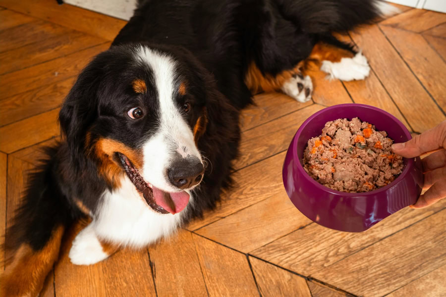 Elmut avis sur les repas frais pour chien et chat Elmut avis sur les repas frais pour chien et chat