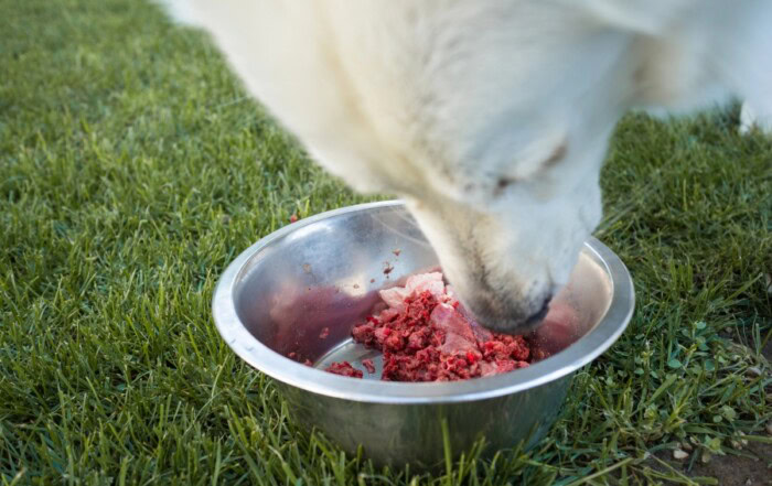 Alimentation du chien et du chat à base de viande crue