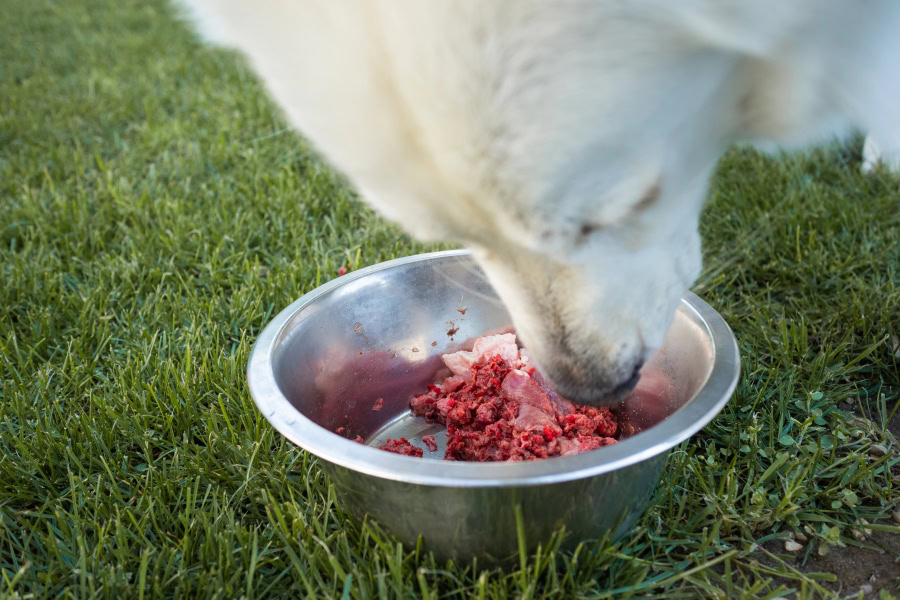 Alimentation du chien et du chat à base de viande crue Alimentation du chien et du chat à base de viande crue
