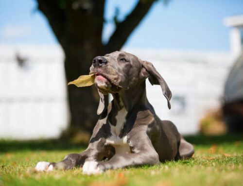 Mastication et friandise pour chien, quoi et combien ?