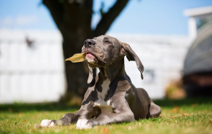 Mastication et friandise pour chien