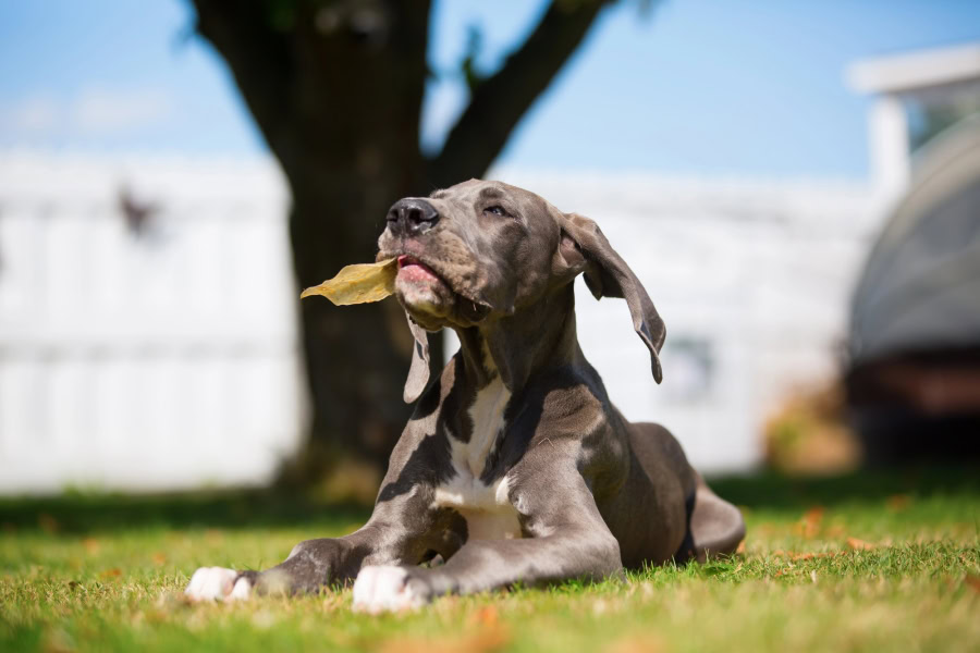 Mastication et friandise pour chien Mastication et friandise pour chien