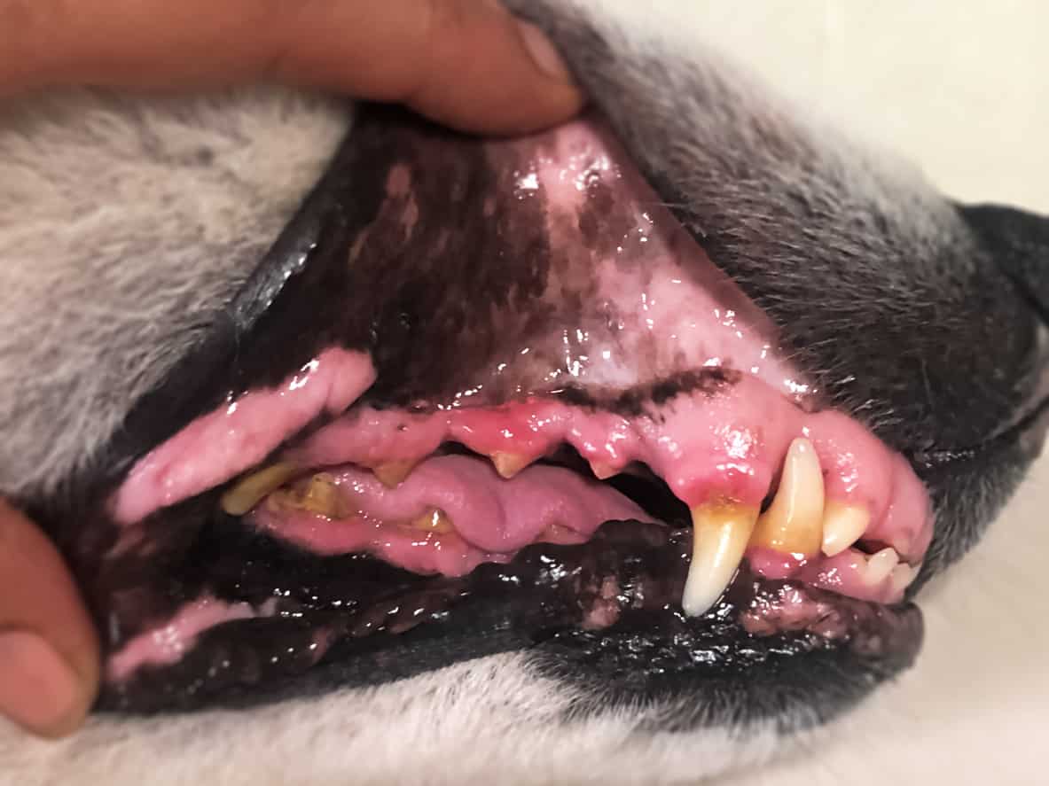 Chien inflammation des gencives mastication Chien inflammation des gencives mastication