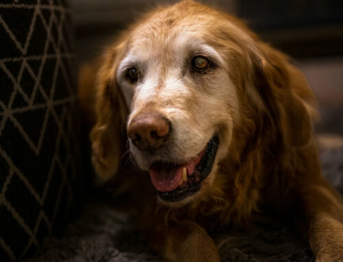 L’alimentation du chien et du chat sénior