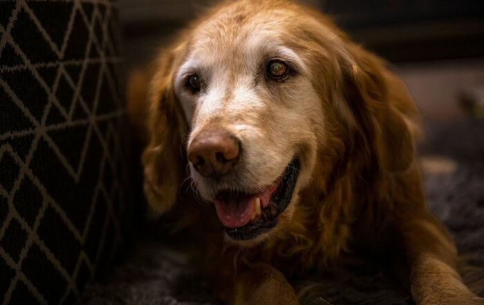 L'alimentation du chien et du chat sénior agé