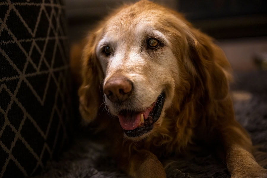 L'alimentation du chien et du chat sénior agé