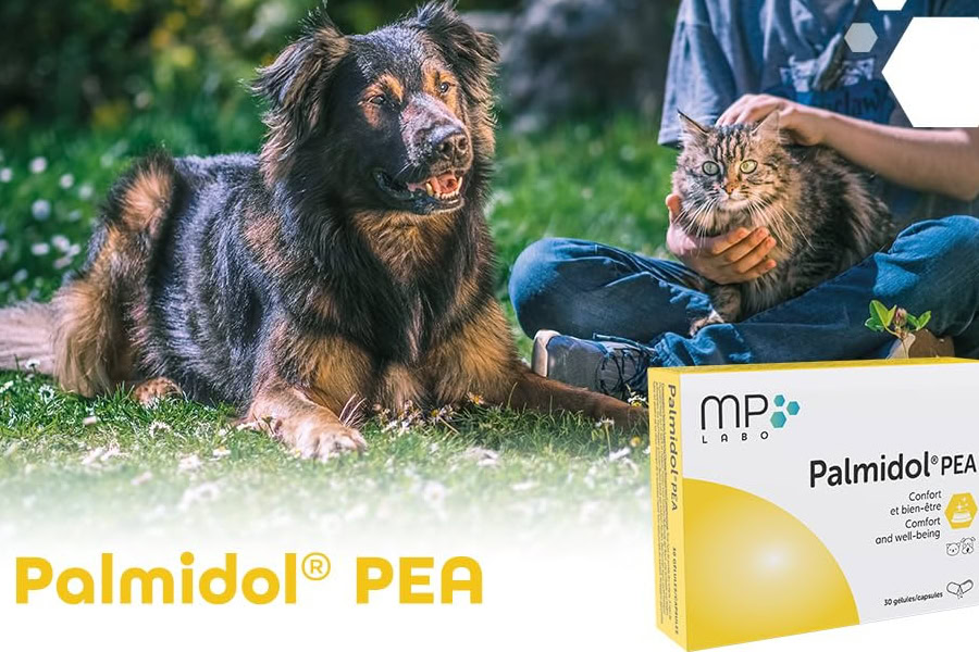 Palmitoyléthanolamide dog cat pea