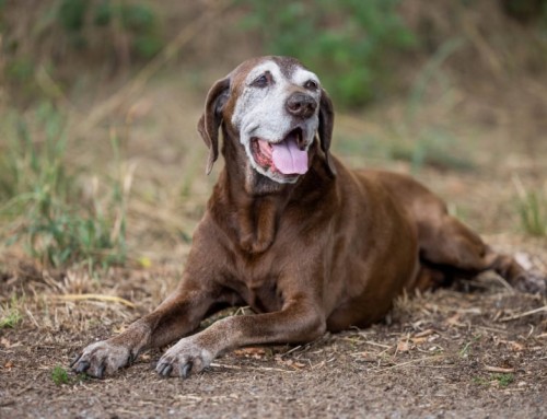 Arthrose du chien et du chat : que valent les compléments alimentaires ?