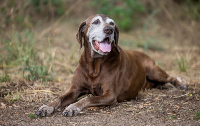 arthrose chien chat complément alimentaire