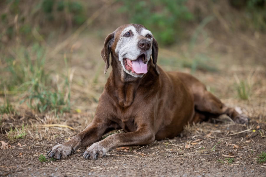 arthrose chien chat complément alimentaire
