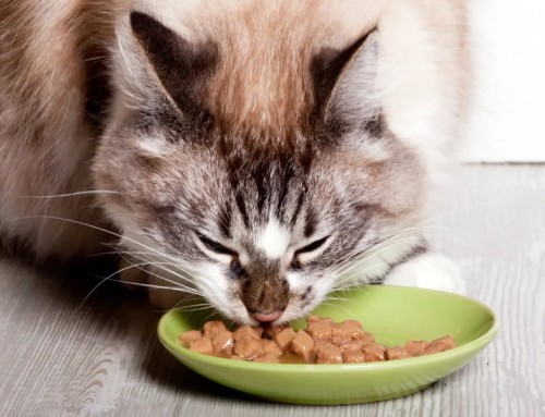 Choisir une pâtée adaptée à son chat
