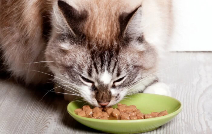 Choisir une pâtée adaptée à son chat