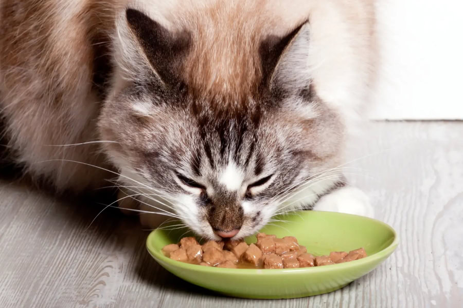 Choisir une pâtée adaptée à son chat