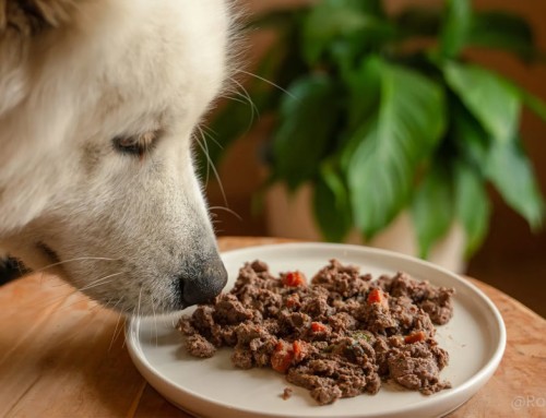 Choisir une pâtée adaptée à son chien