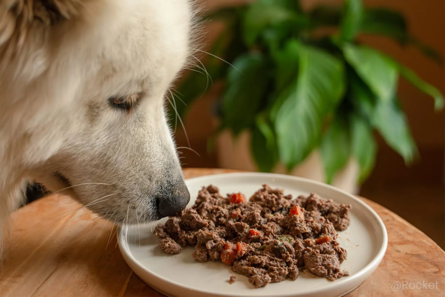 Choisir une pâtée adaptée à son chien
